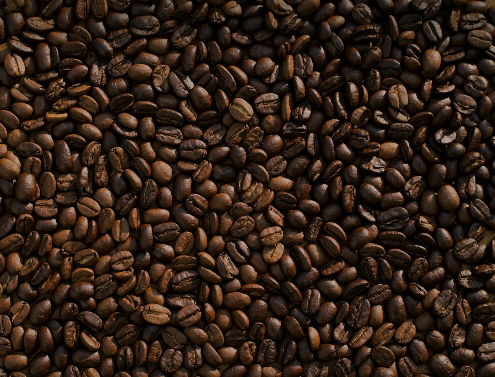 Biji kopi untuk katalog roastery