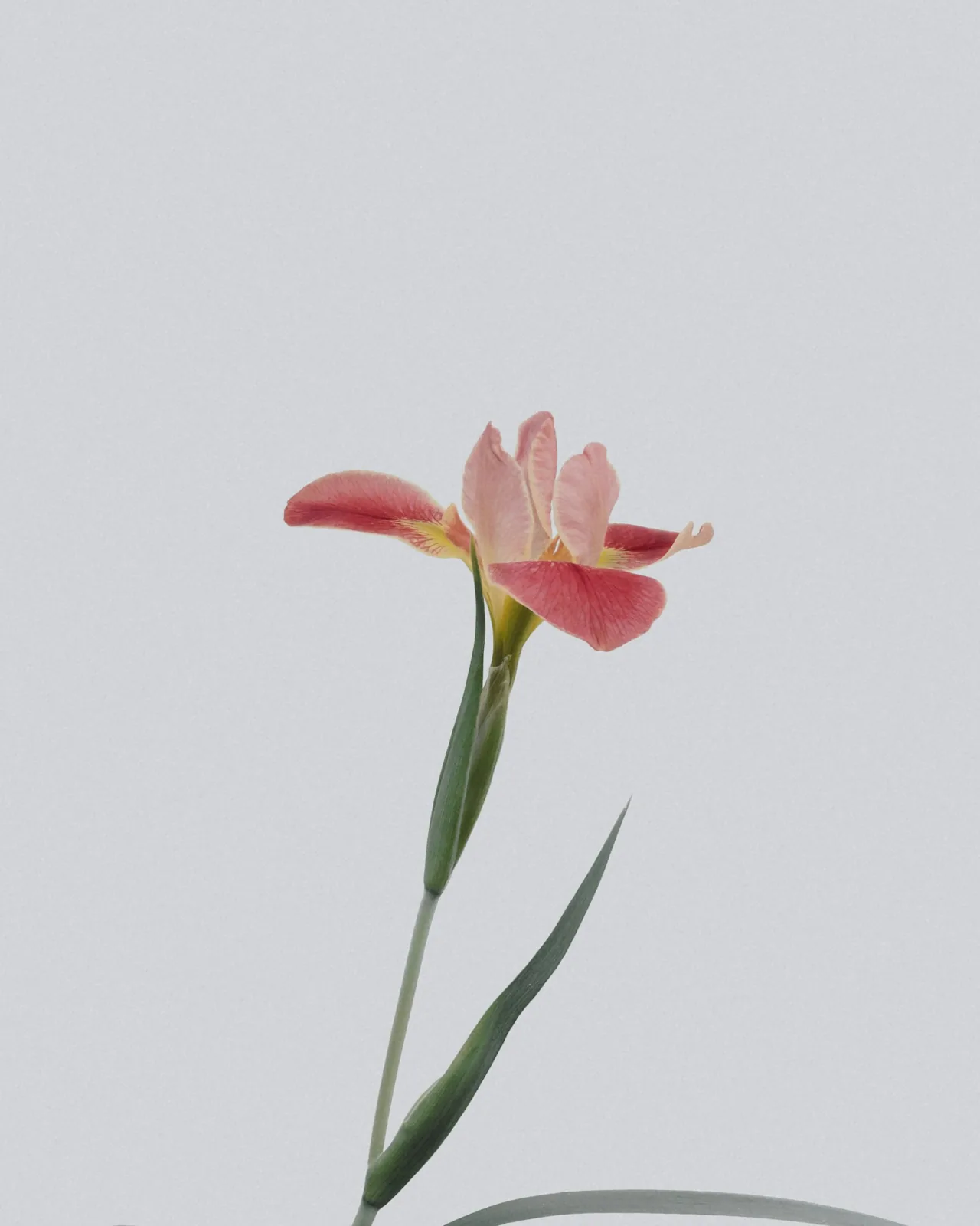 A Little Joy — foto ilustrasi